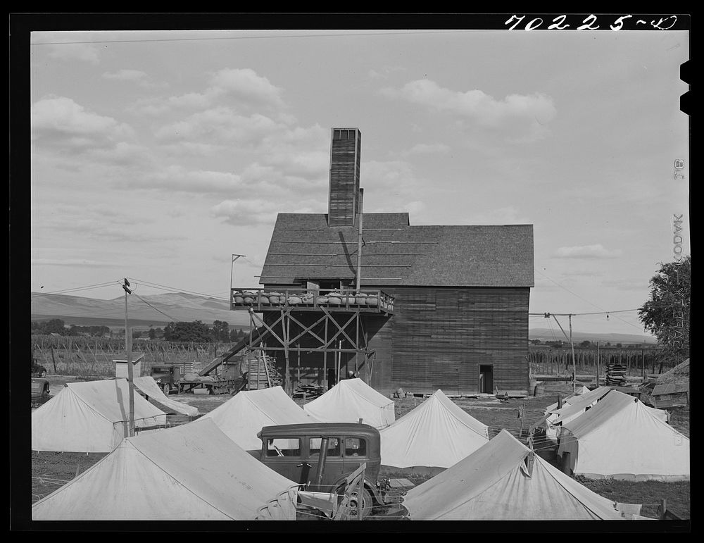 Tents of hop pickers, kiln in background. These tents are furnished by the grower. Yakima County, Washington by Russell Lee