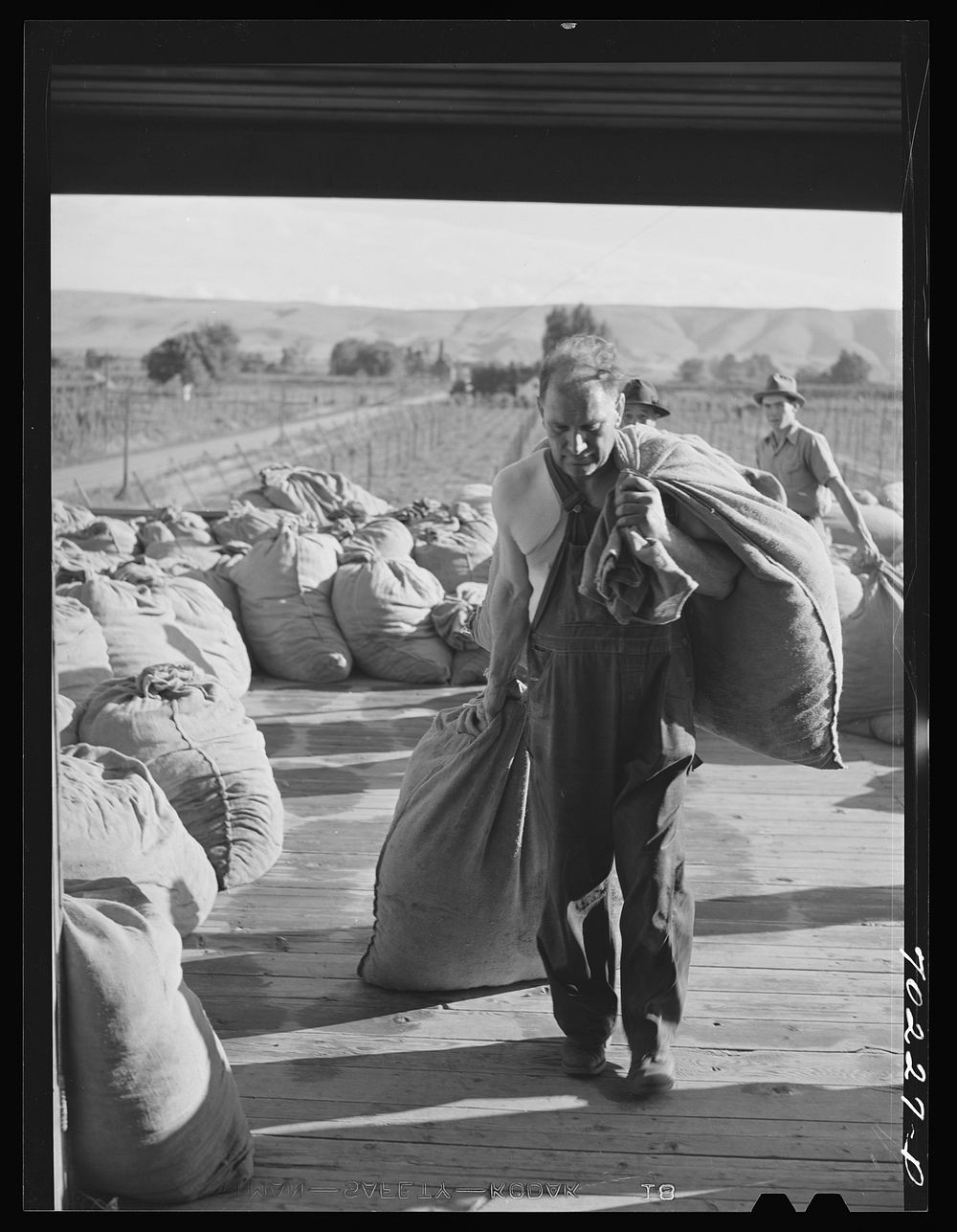 Carrying sacks of hop into the drying room at the kiln. Yakima County, Washington. Hops stay in kiln drying for about…