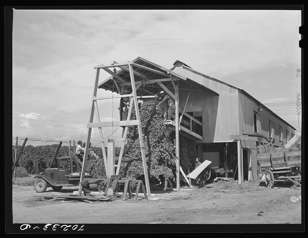[Untitled photo, possibly related to: Stationary-type mechanical hop picker. The vines are brought to this shed and are fed…