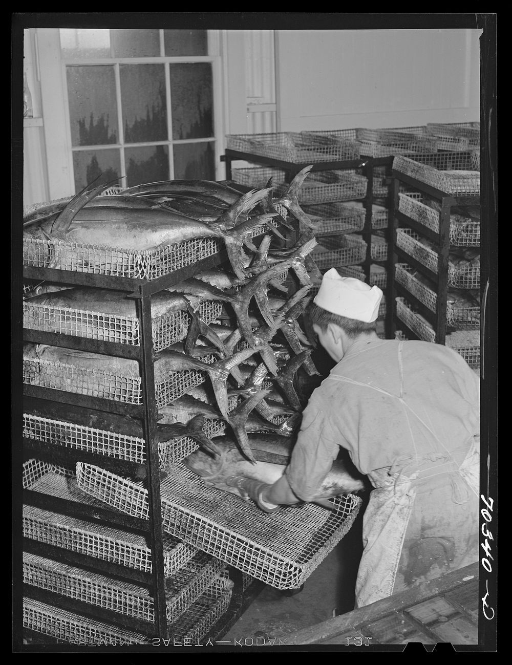 Putting gutted tuna into trays in which it will be steamed. Columbia River Packing Association, Astoria, Oregon by Russell…