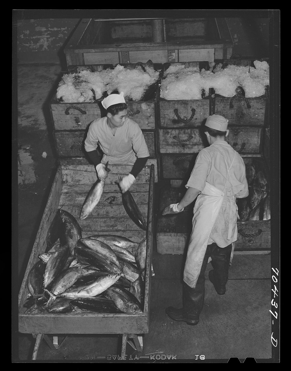 Tuna being packed in ice. Astoria, Oregon by Russell Lee