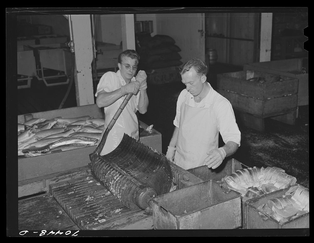 [Untitled photo, possibly related to: Slicing salmon for canning at the Columbia River Packing Association. Astoria, Oregon]…
