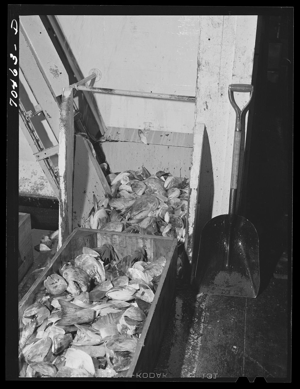 Heads and tails of salmon which will be boiled to reclaim the valuable oils. Columbia River Packing Association, Astoria…