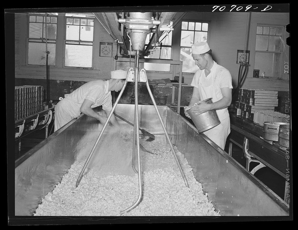 [Untitled photo, possibly related to: Tillamook cheese plant. Tillamook County, Oregon. Salting the curd in process of…