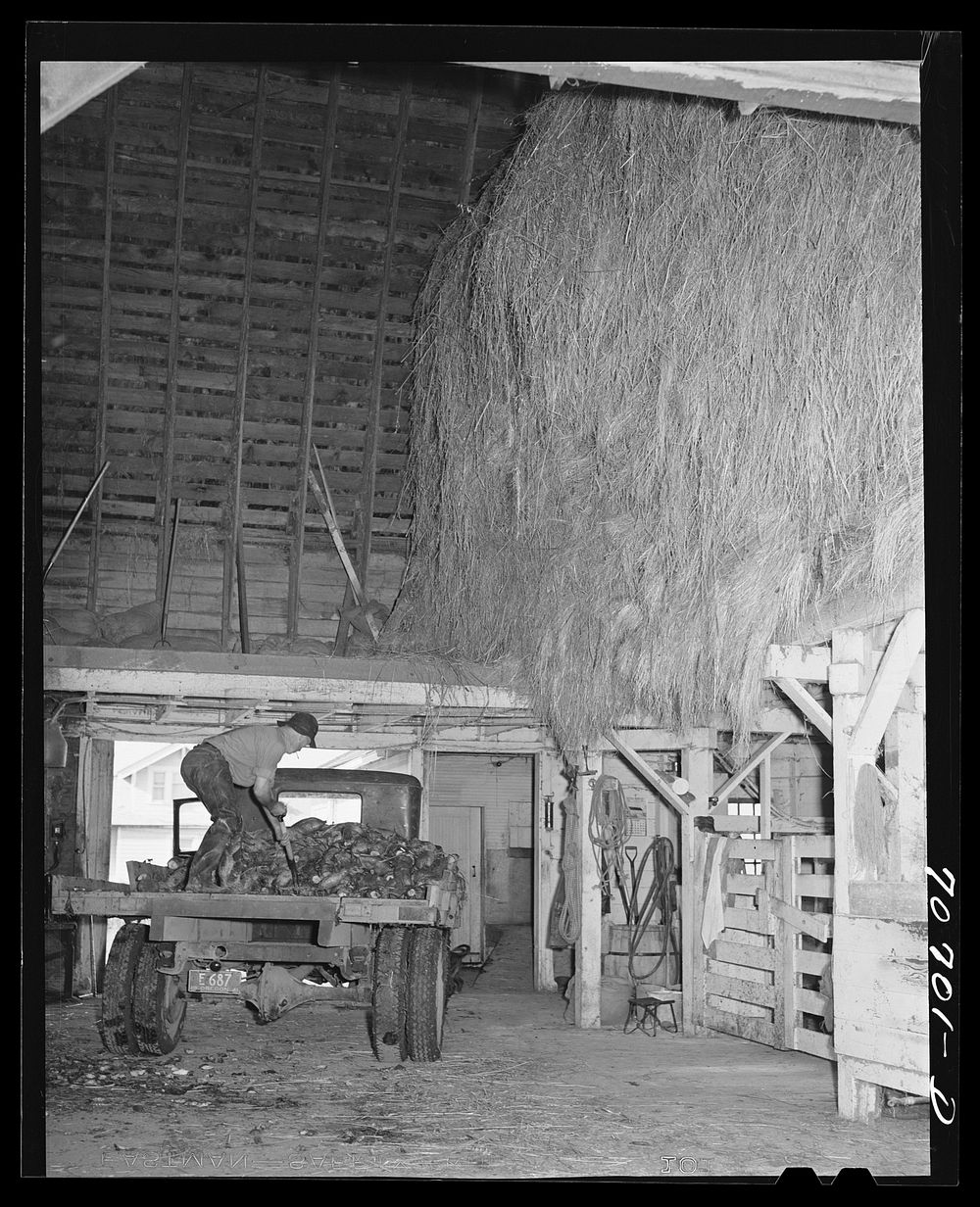 Dairy farmer unloading field beets in his barn. Tillamook County, Oregon by Russell Lee