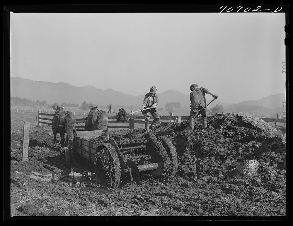 Hauling out manure from cow lot onto dairy farm. Tillamook County, Oregon by Russell Lee