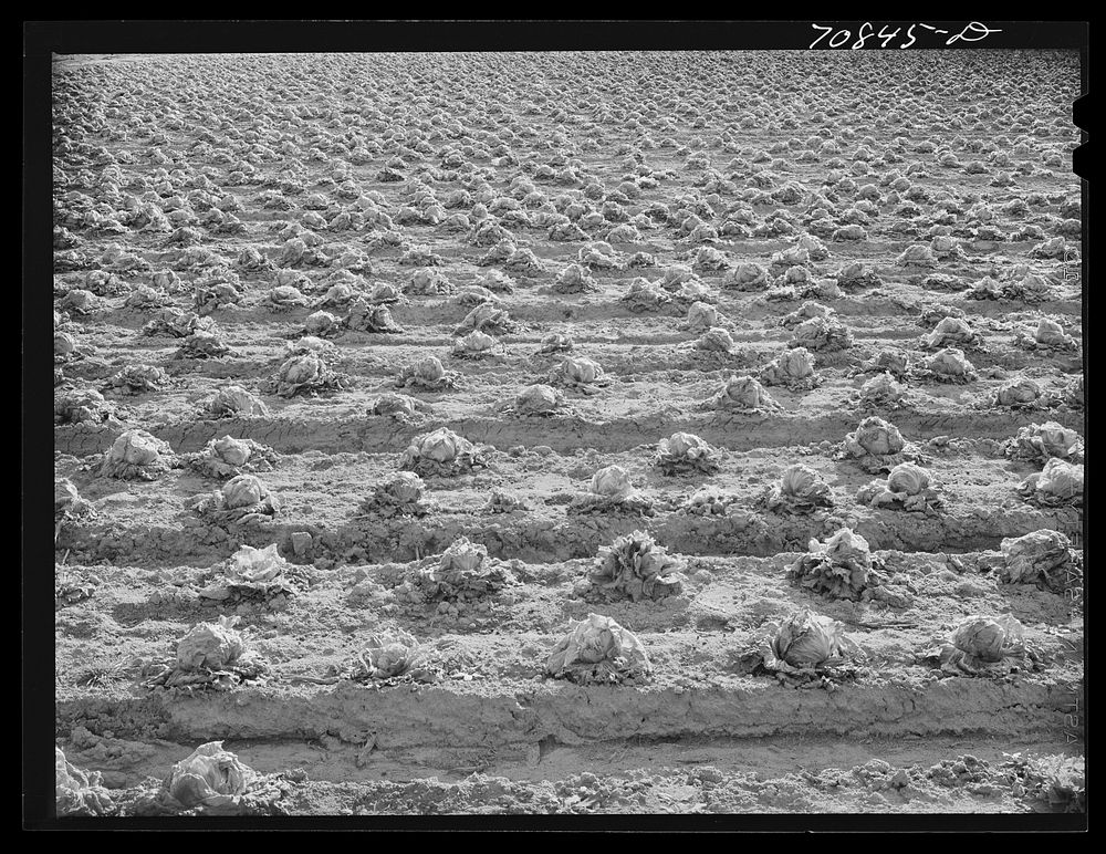 Lettuce rotting in the field. Canyon County, Idaho. When the price went low at the end of the season, the lettuce was left…