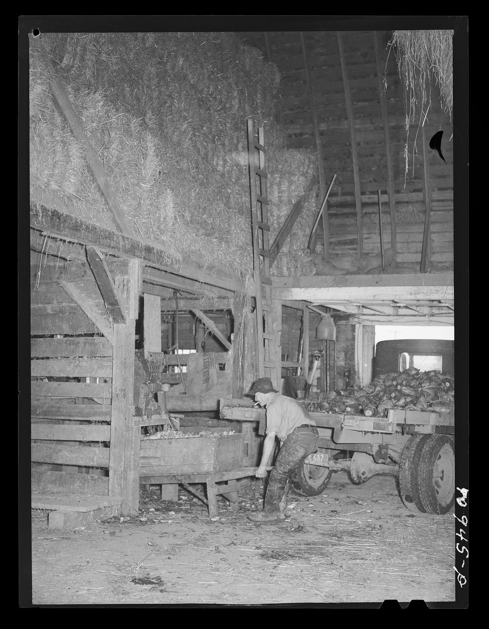 [Untitled photo, possibly related to: Dairy farmer unloading field beets in his barn. Tillamook County, Oregon] by Russell…