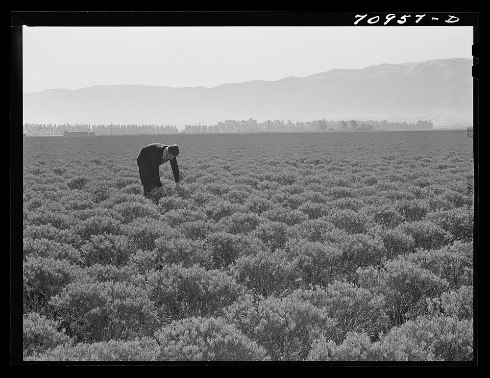[Untitled photo, possibly related to: Salinas, California. Intercontinental Rubber Producers. Four-year-old guayule plants.…