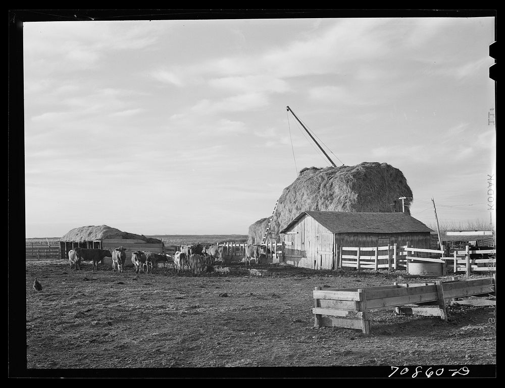 [Untitled photo, possibly related to: Farmyard of farmer living on Black Canyon Project. Canyon County, Idaho] by Russell Lee
