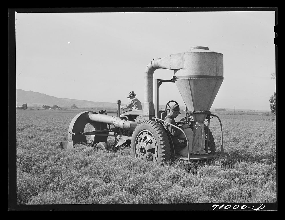 Salinas, California. Intercontinental Rubber Producers. Gathering guayule seed by means of a vacuum by Russell Lee