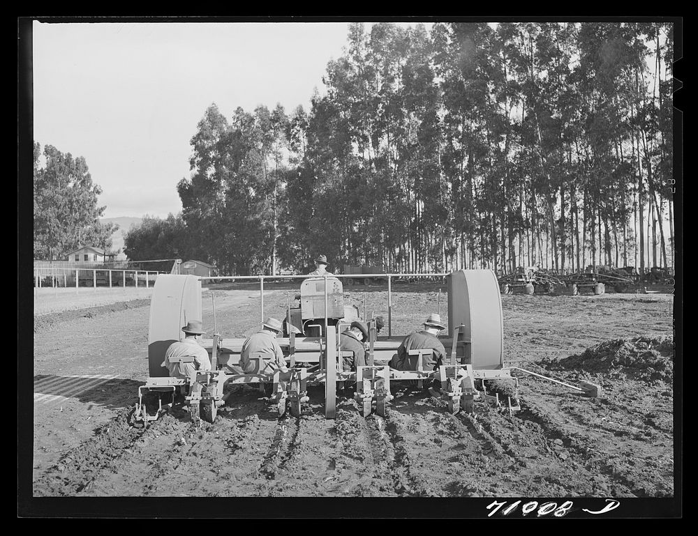 Salinas, California. Intercontinental Rubber Producers. Demonstration of transplanting guayule seedlings into the field by…