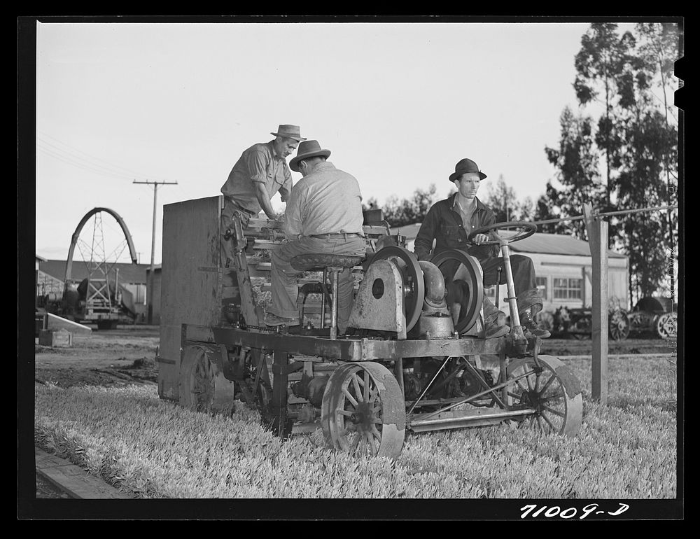 Salinas, California. Intercontinental Rubber Producers. Mower which cuts off tops of guayule seedling in the nursery before…