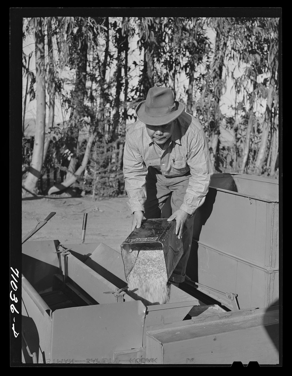 Salinas, California. Putting seed into the planter used in guayule nursery of the Intercontinental Rubber Producers by…