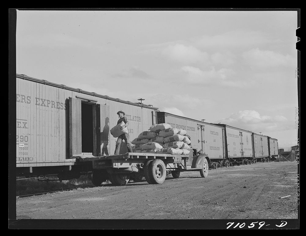 [Untitled photo, possibly related to: Klamath County, Oregon. Loading sacks of potatoes into railroad cars for shipment] by…