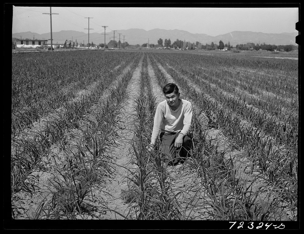 Los Angeles County, California. The evacuation of Japanese-Americans from West coast areas under United States Army war…