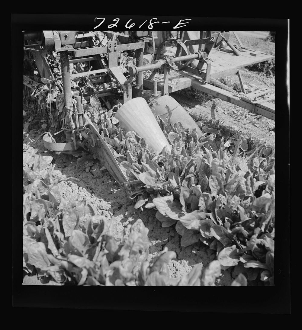 [Untitled photo, possibly related to: San Benito County, California. Detail of spinach harvester] by Russell Lee