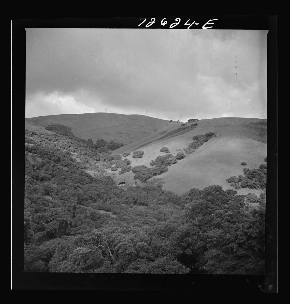 [Untitled photo, possibly related to: San Benito County, California. Low foothills which are grazing ground for cattle and…