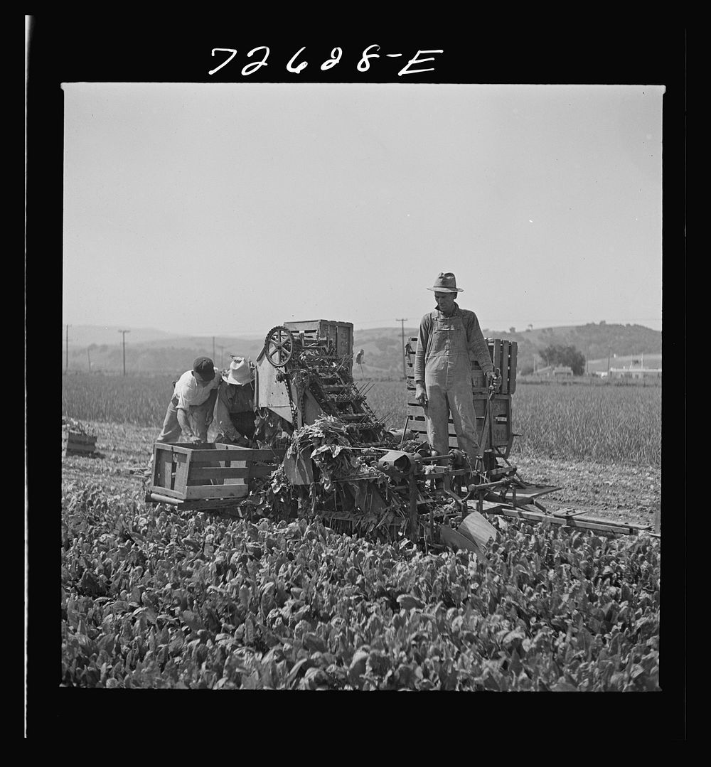 Japanese-Americans operating a spinach harvester while they wait for final evacuation orders. San Benito County, California…