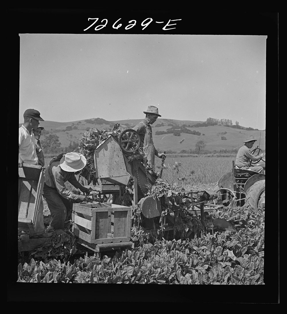 San Benito County, California. Japanese-Americans operating spinach harvester while they await final evacuation orders by…