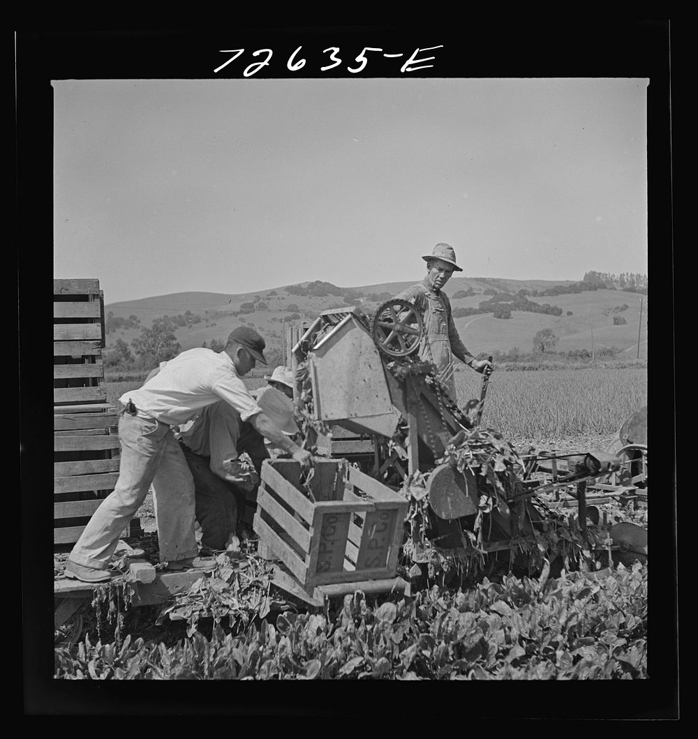 San Benito County, California. Japanese-Americans operating spinach harvester as they await final evacuation orders by…