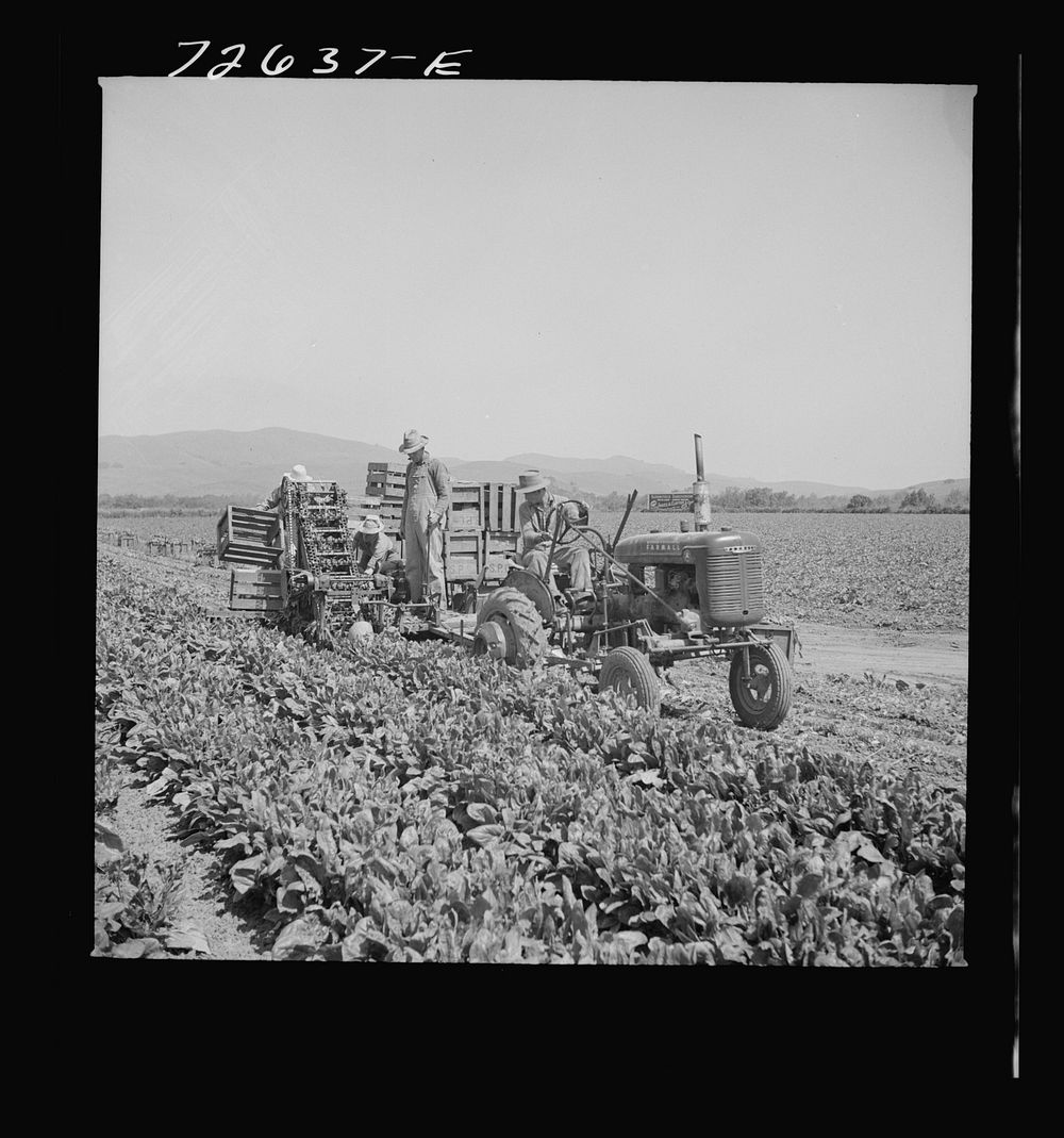 San Benito County, California. Japanese-Americans operating spinach harvester while they wait for final evacuation orders by…