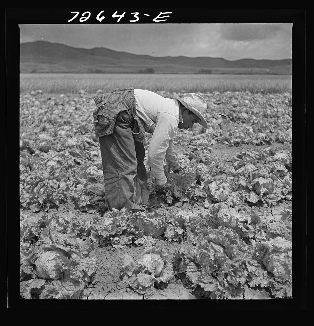 San Benito County, California. Japanese-American harvesting lettuce while he waits for evacuation orders by Russell Lee
