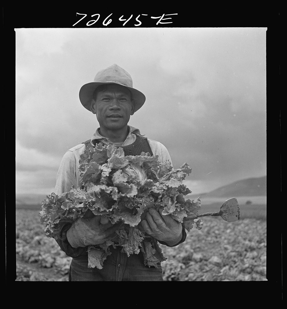 San Benito County, California. Japanese-American who is working in lettuce fields, while he waits for evacuation orders by…