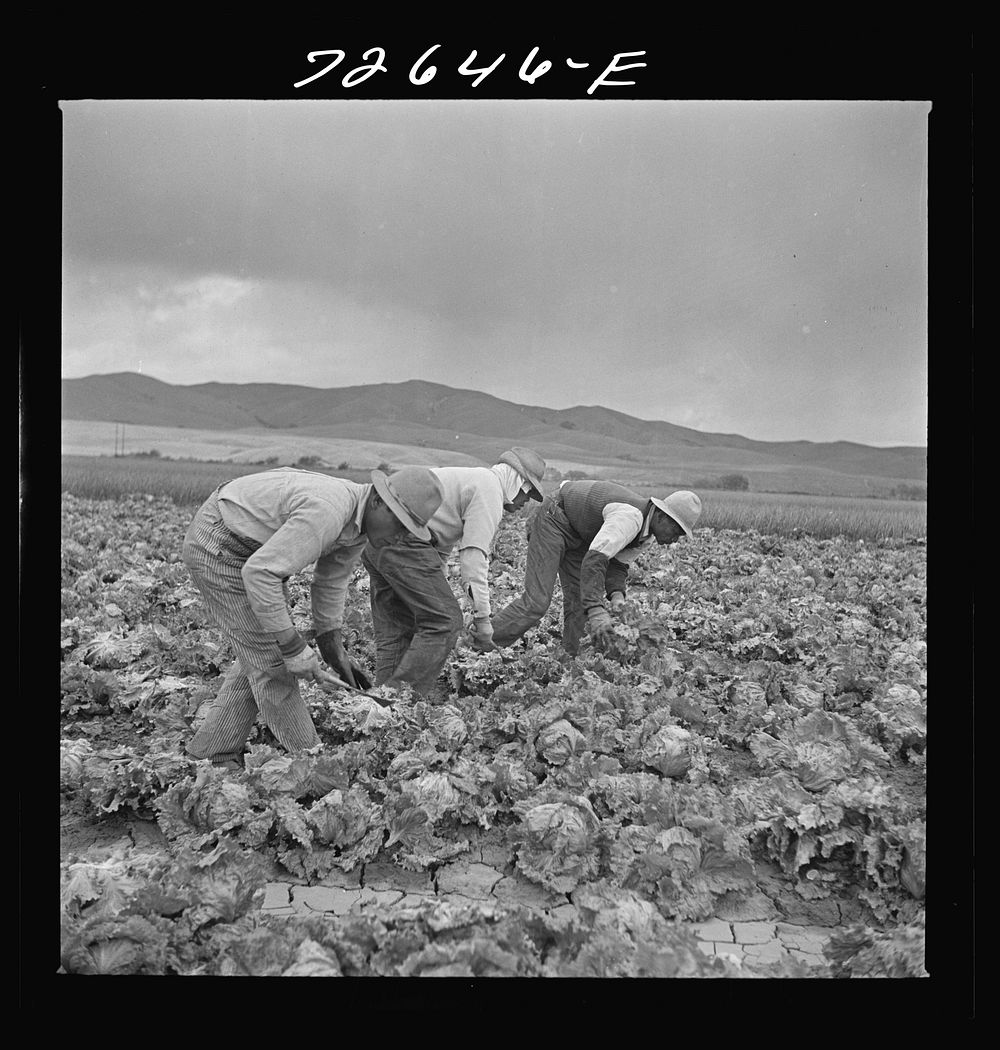 San Benito County, California. Japanese-Americans harvesting lettuce while they wait for final evacuation orders by Russell…
