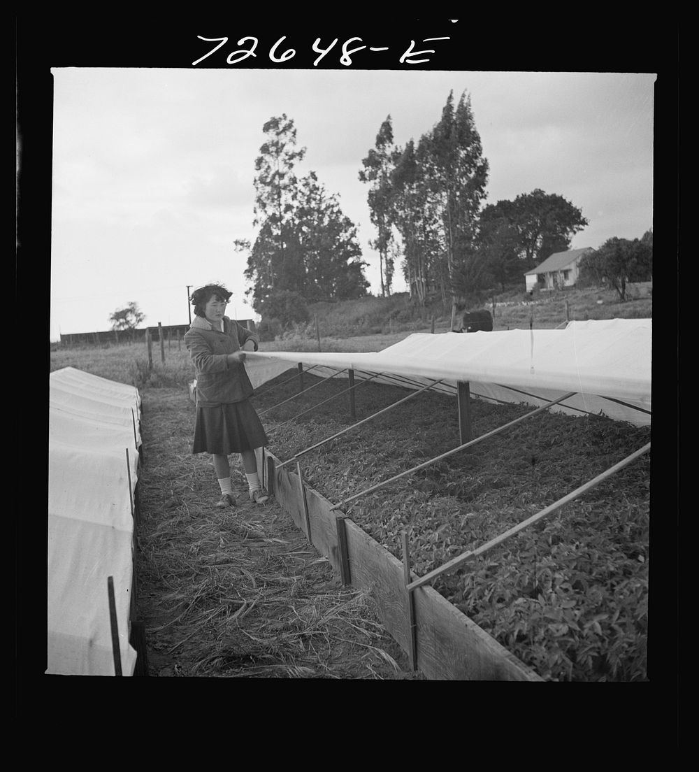 San Benito County, California. Japanese-American woman in tomato nursery which she owns and operates. She is waiting for…