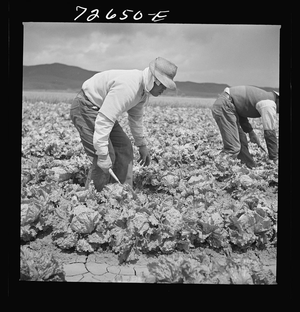 [Untitled photo, possibly related to: San Benito County, California. Japanese-Americans harvesting lettuce while they wait…