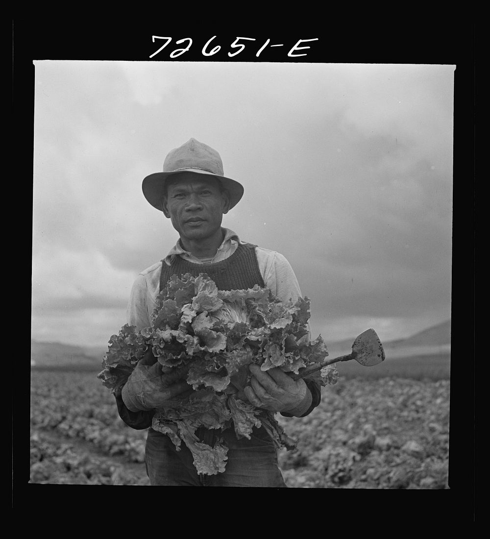 [Untitled photo, possibly related to: San Benito County, California. Japanese-American who is working in lettuce fields…