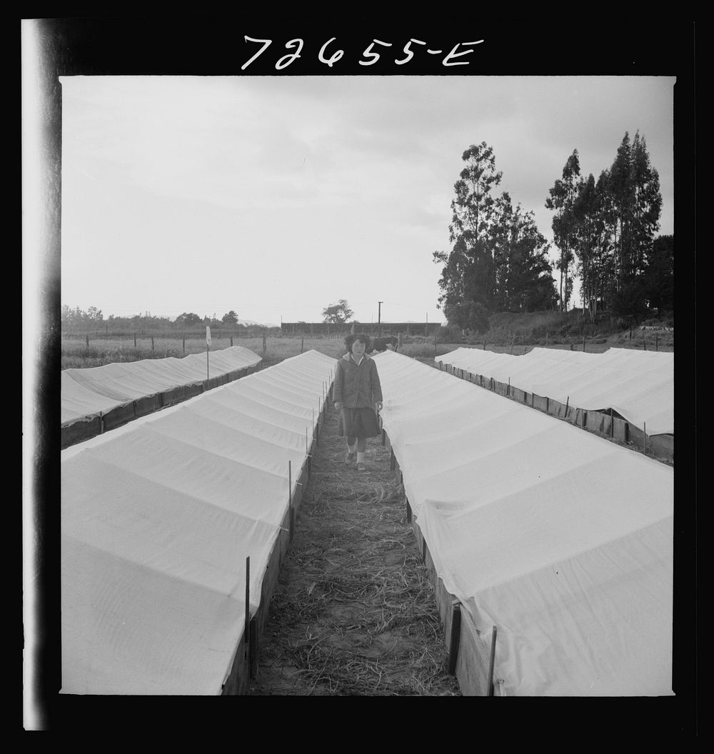 [Untitled photo, possibly related to: San Benito County, California. Japanese-American woman in tomato nursery which she…