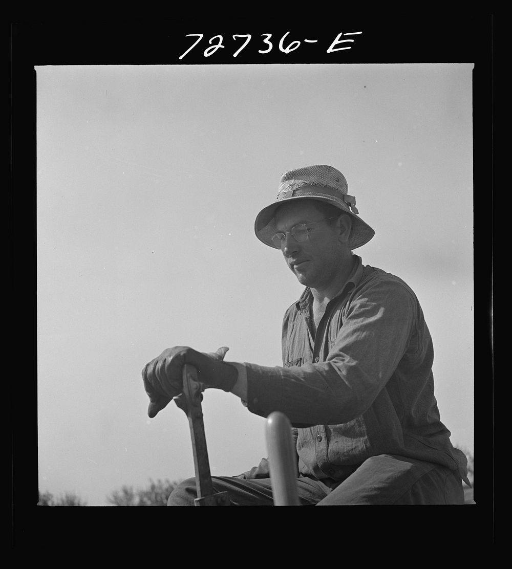 Merced County, California. Farmer operating peanut planter. He is first man in California to plant peanuts, which are now…