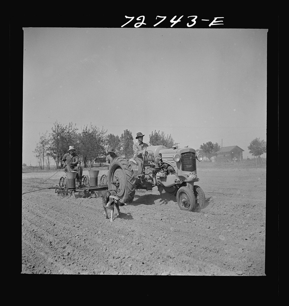 [Untitled photo, possibly related to: Merced County, California. Planting peanuts] by Russell Lee