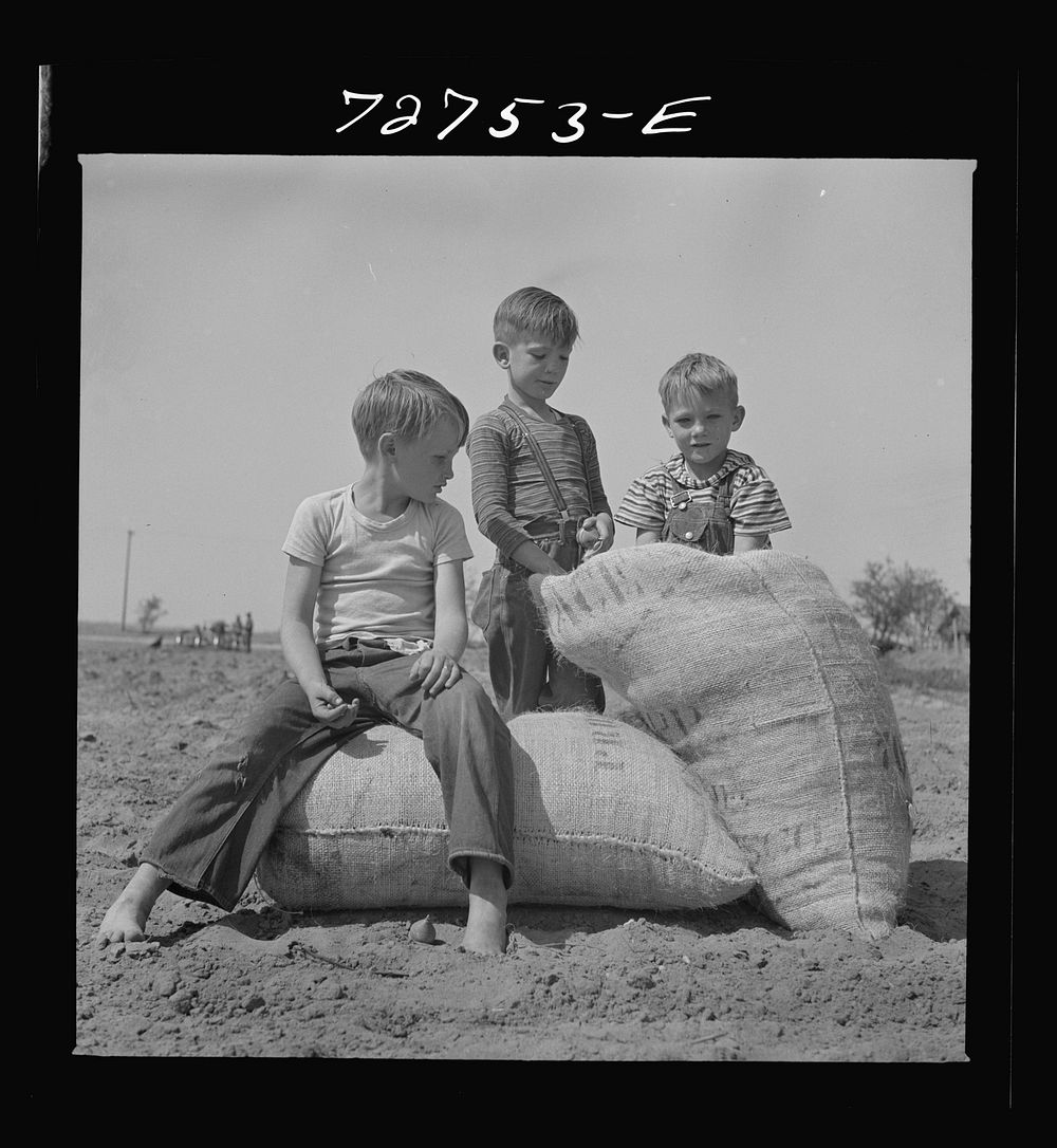 Merced County, California. Farm boys with sacks of seed peanuts by Russell Lee