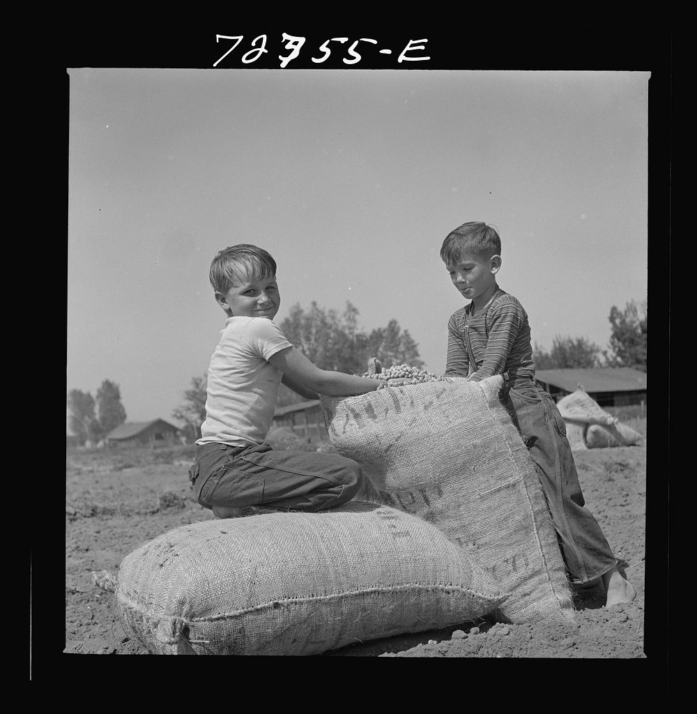 [Untitled photo, possibly related to: Merced County, California. Farm boys with sacks of seed peanuts] by Russell Lee