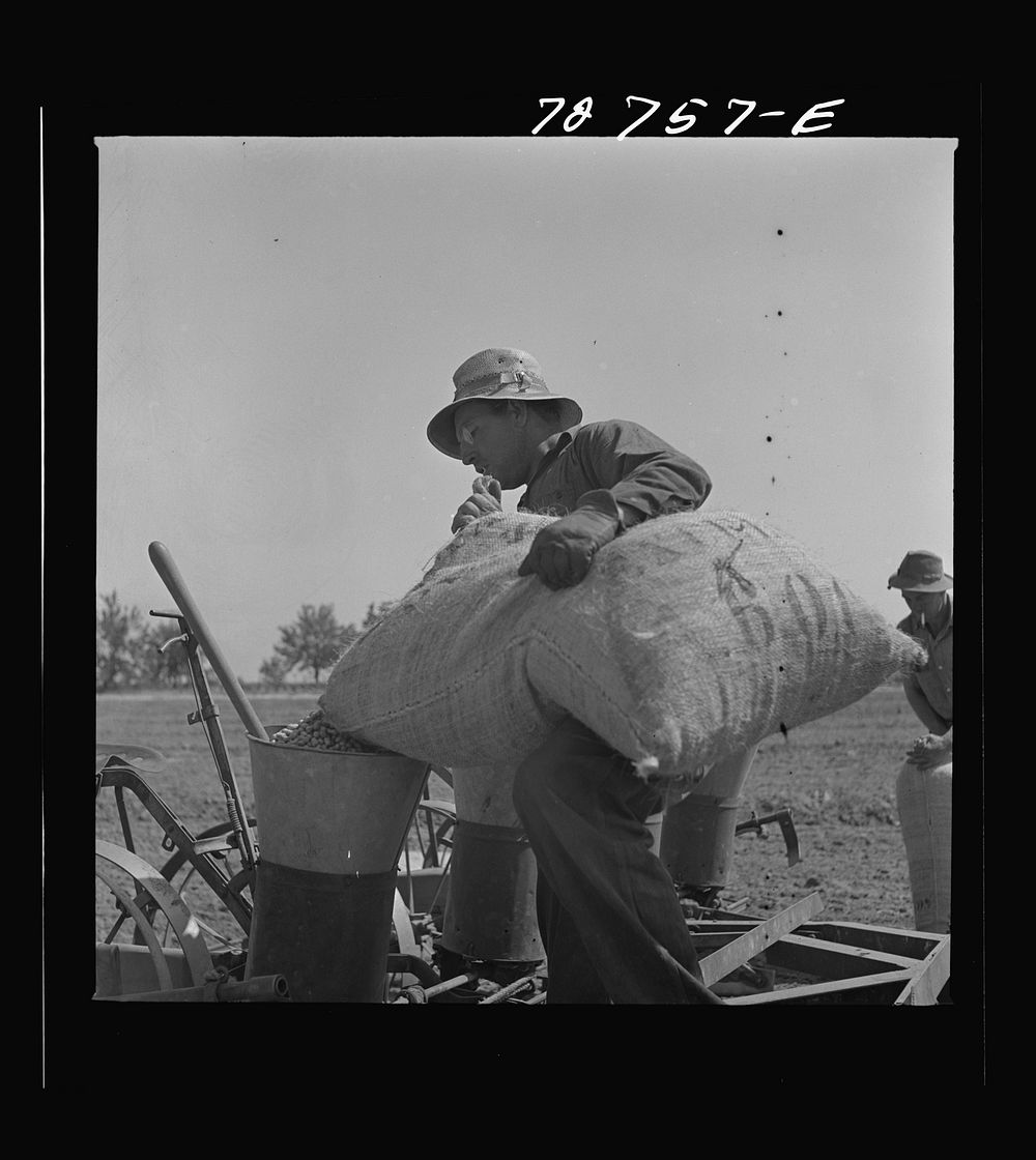 [Untitled photo, possibly related to: Merced County, California. Sacks of peanuts on planter] by Russell Lee