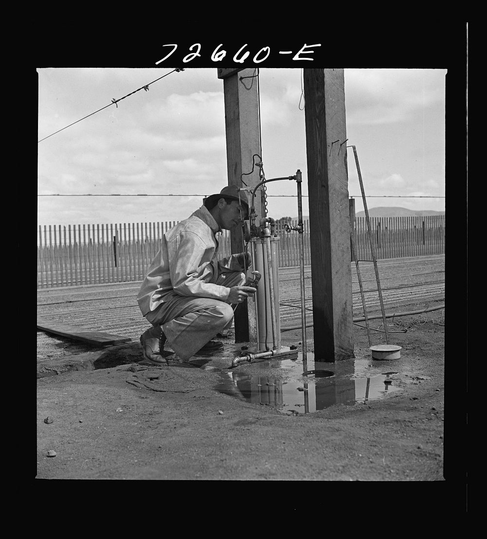 [Untitled photo, possibly related to: Salinas, California. Irrigator at guayule nursery] by Russell Lee
