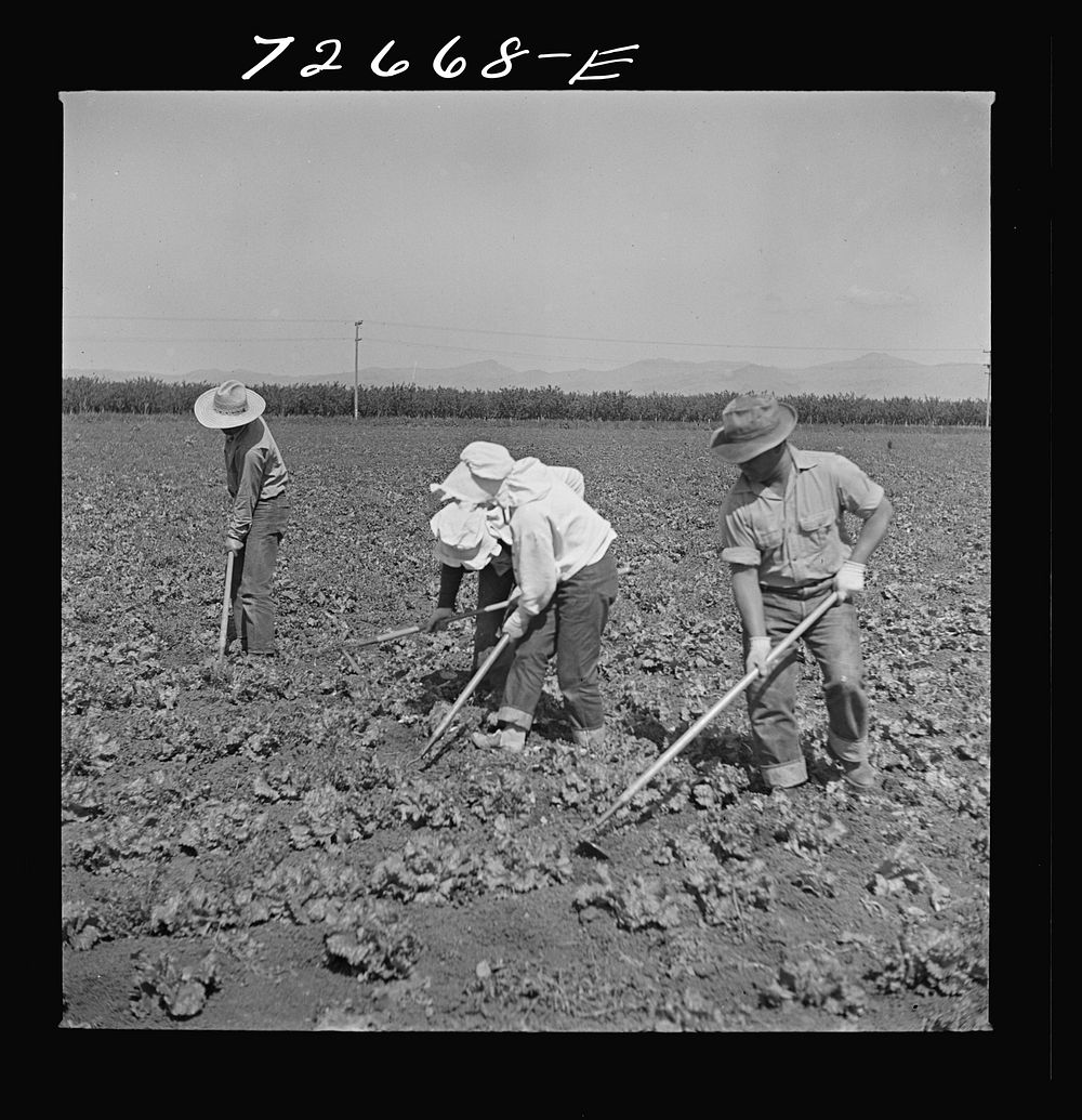 [Untitled photo, possibly related to: San Benito, California. Japanese-Americans work in field while they wait for final…