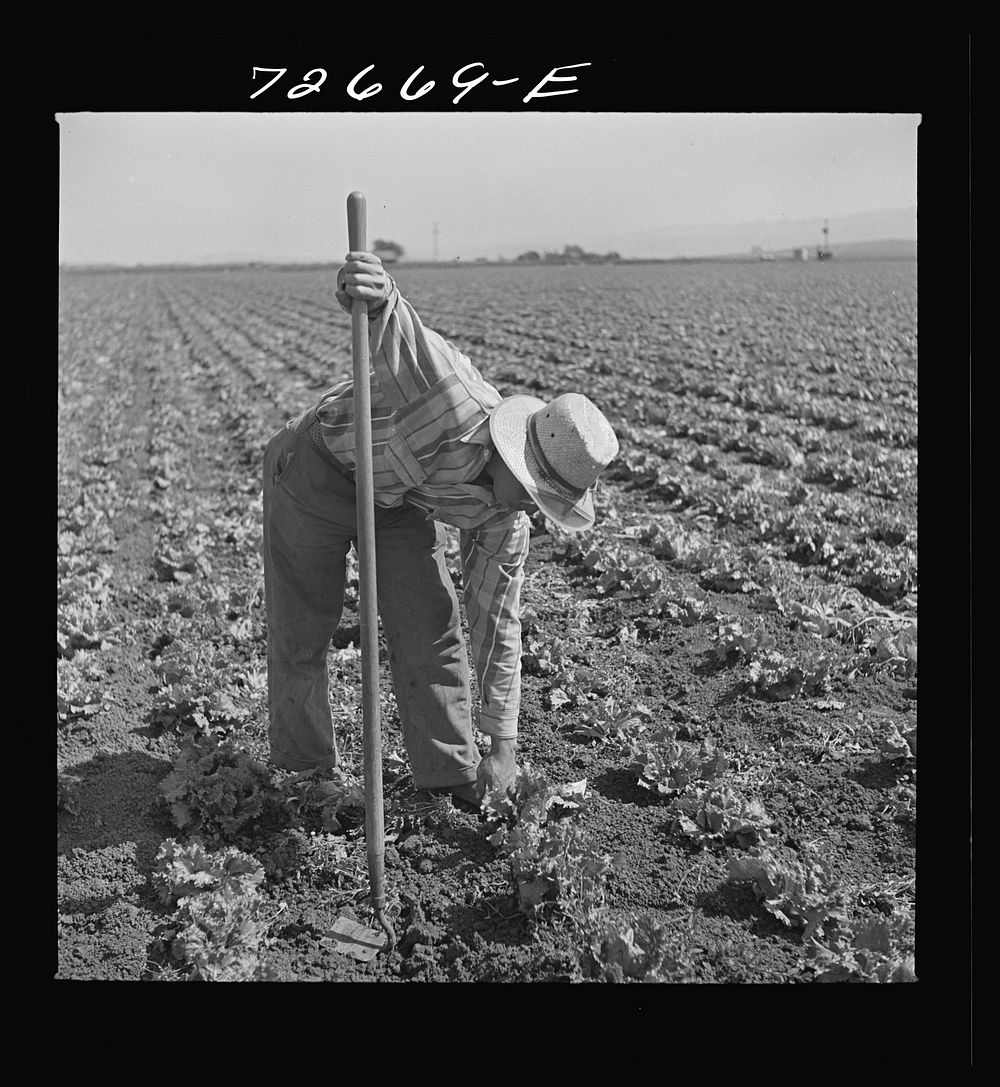 San Benito, California. Japanese-Americans work in field while they wait for final evacuation orders by Russell Lee