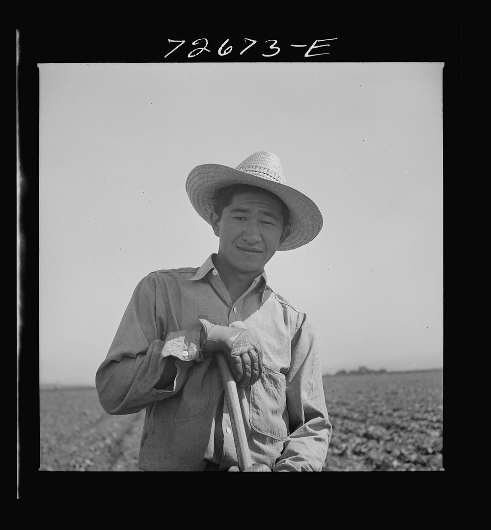 [Untitled photo, possibly related to: San Benito County, California. Japanese-American who is working in field while…