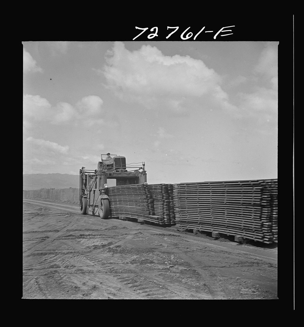 [Untitled photo, possibly related to: Salinas, California. Moving duckboards to guayule nursery] by Russell Lee