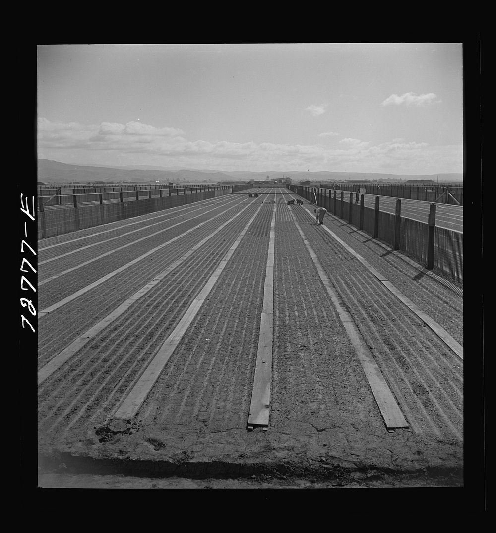 [Untitled photo, possibly related to: Salinas, California. Guayule nursery. The U.S. Forest Service used snow fencing for…