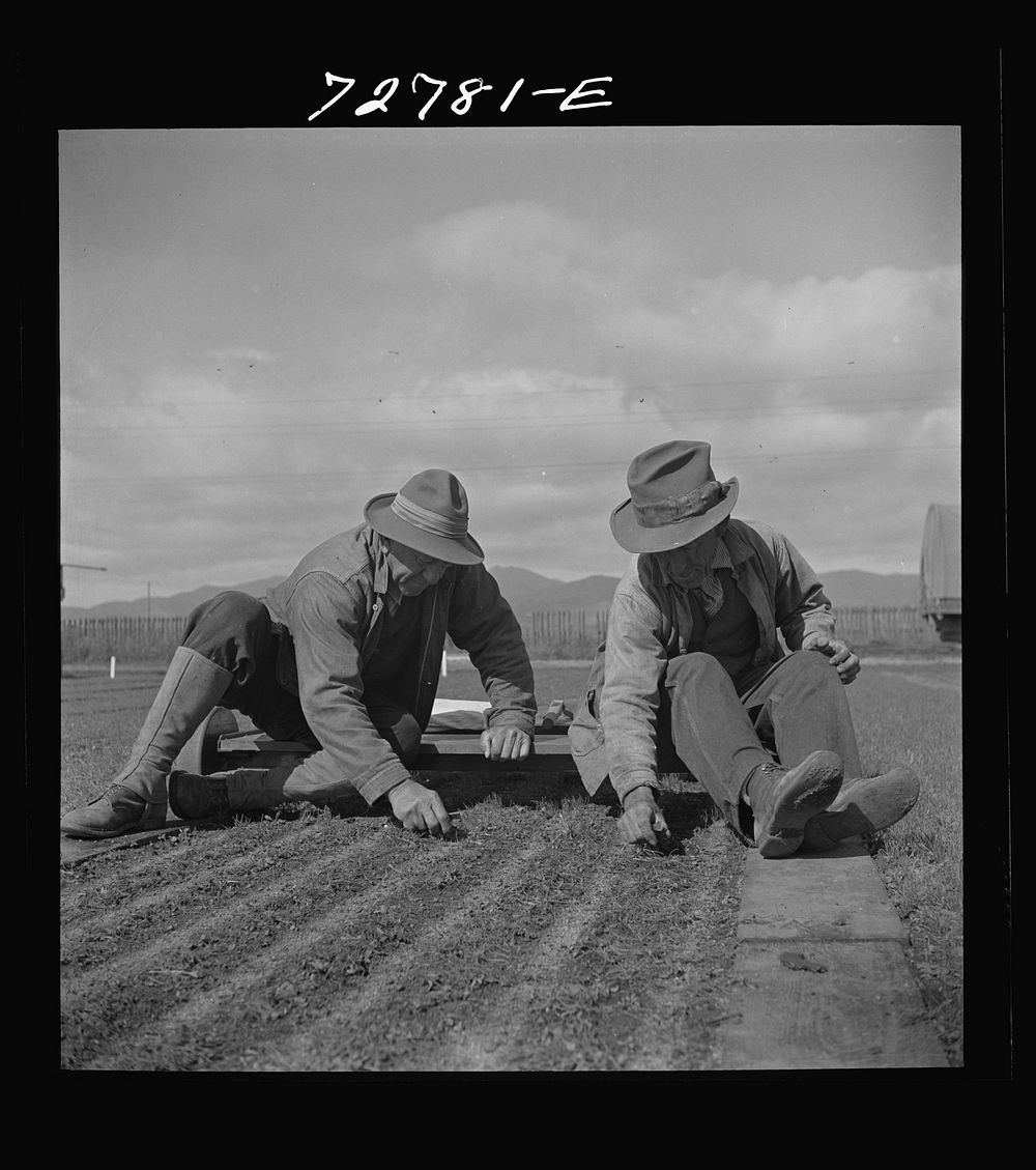 [Untitled photo, possibly related to: Salinas, California. Weeding seedbeds in guayule nursery] by Russell Lee