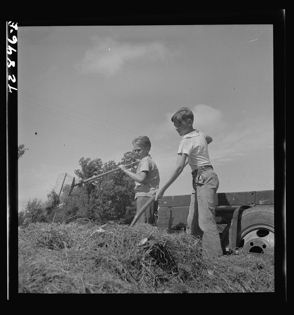 Yuba City, California. FSA (Farm Security Administration) farm family camp. Boys gathering hay at the camp by Russell Lee