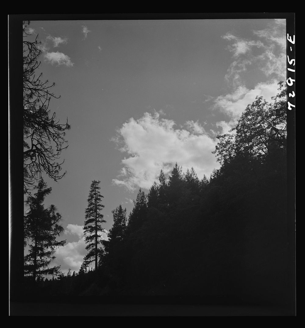 Shasta County, California. Trees and clouds by Russell Lee