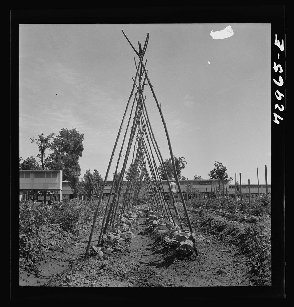 [Untitled photo, possibly related to: Kentucky Wonder Pole beans. FSA (Farm Security Administration) farm workers community.…
