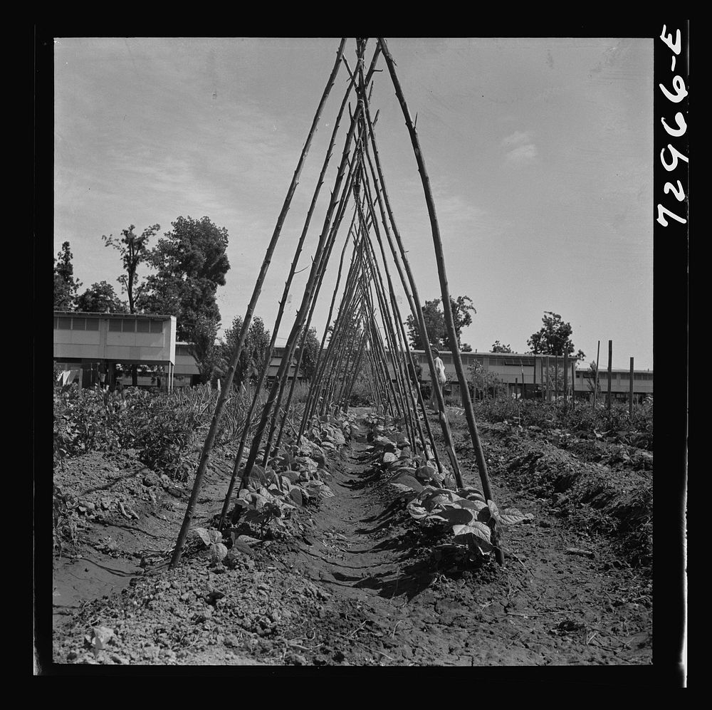 [Untitled photo, possibly related to: Kentucky Wonder Pole beans. FSA (Farm Security Administration) farm workers community.…