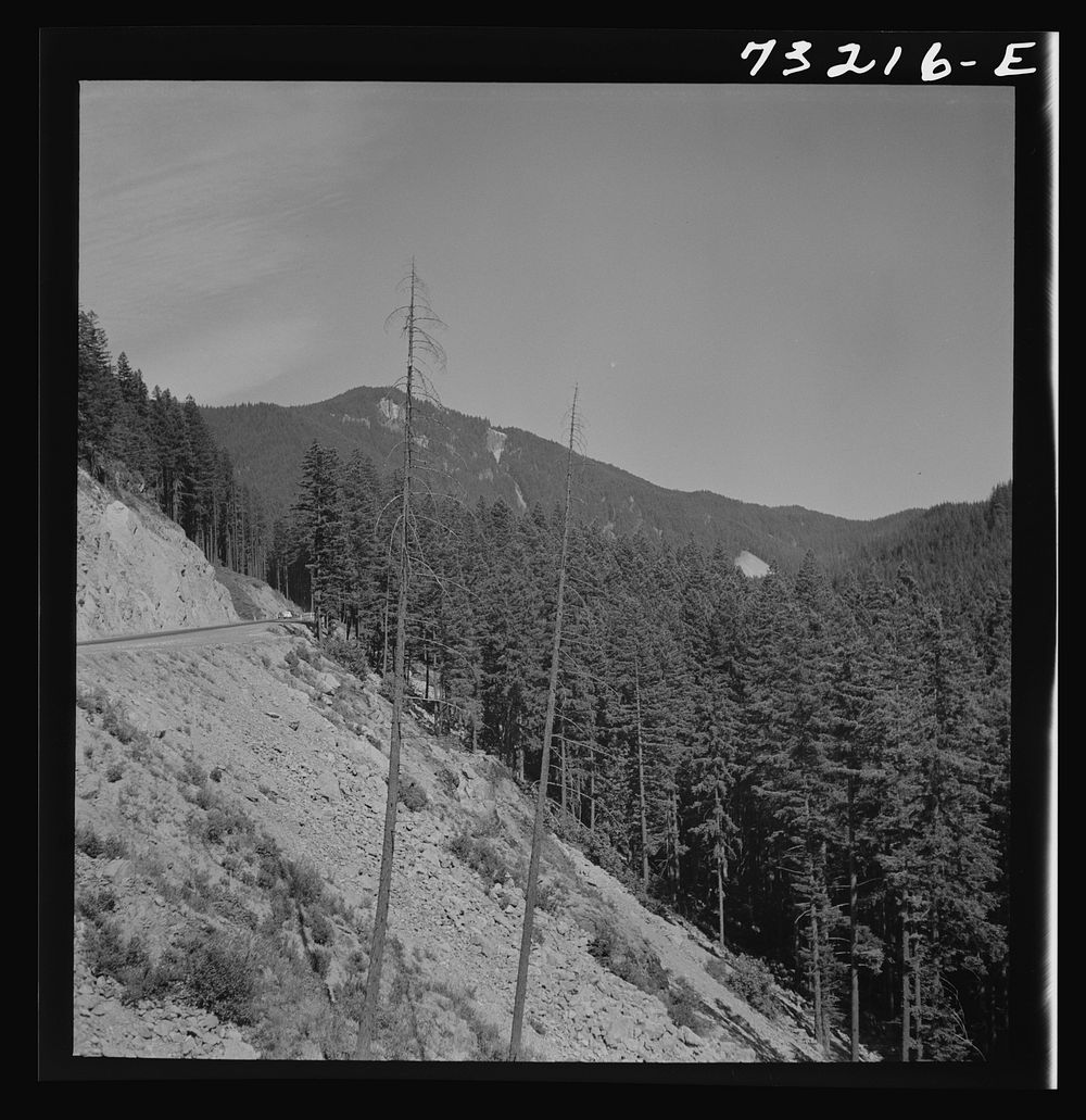 [Untitled photo, possibly related to: Willamette National Forest, Lane County, Oregon. Mountains and forests along highway]…